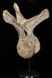 Triceratops Dorsal Vertebrae On Stand - North Dakota #50790-6